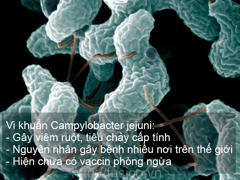 Vi khuẩn Campylobacter jejuni - Vi khuẩn gây viêm ruột