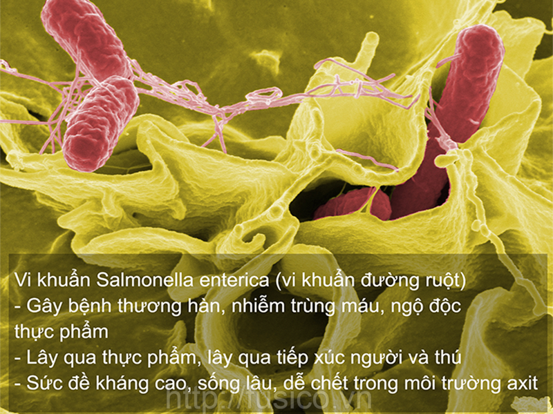 Vi khuẩn Salmonella enterica - Vi khuẩn đường ruột