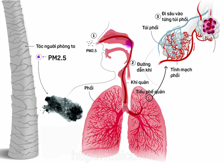 Cơ chế bụi mịn đi vào phổi gây ô nhiễm môi trường và sức khỏe con người 