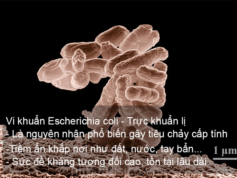 Vi khuẩn Escherichia coli - Trực khuẩn lị